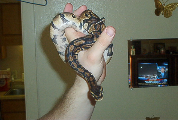 ball python1